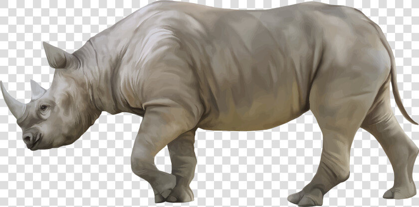 Rhino Png Clipart   Rhino Png  Transparent PngTransparent PNG