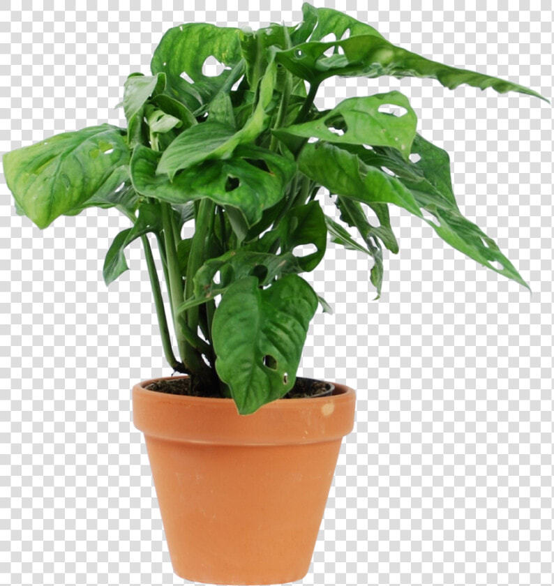 Monstera Monkey Mask   Houseplant  HD Png DownloadTransparent PNG