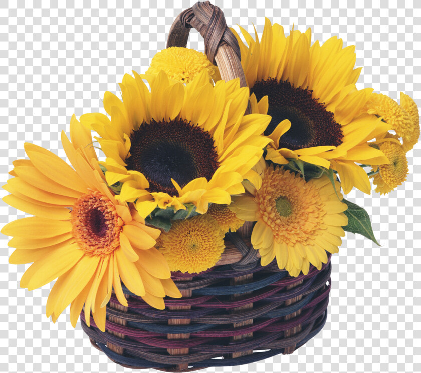 Royalty free Basket Common Sunflower Garden   Sunflower Basket  HD Png DownloadTransparent PNG