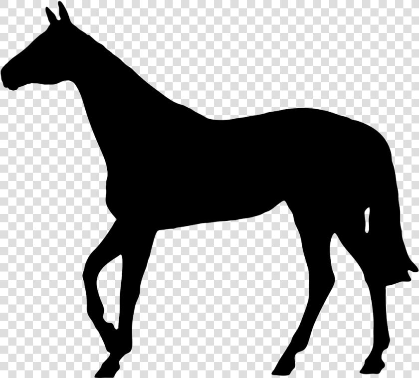 Horse Black Silhouette   Horse Silhouette No Background  HD Png DownloadTransparent PNG