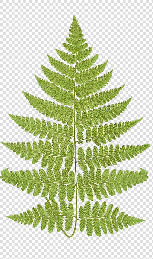 Leaping Frog Designs Frond   Athyrium Filix Femina Png  Transparent PngTransparent PNG