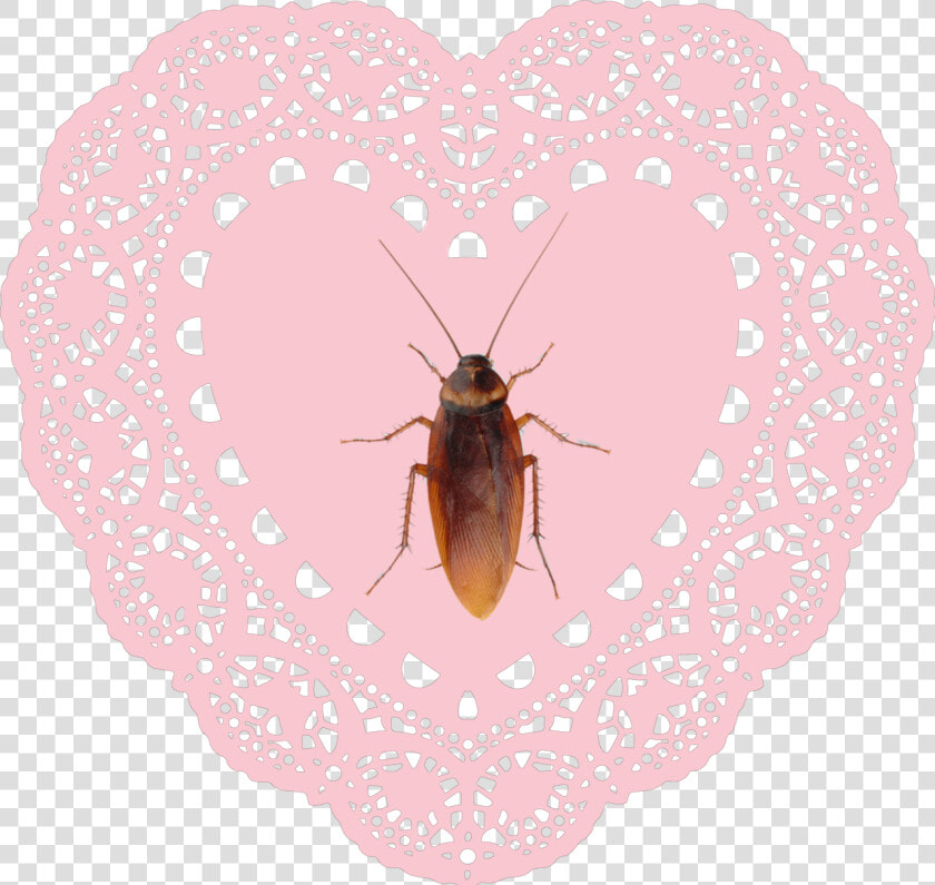  heart  hearts  pink  encaje  cucaracha  crybaby  cute   Heart Lace Doily Png  Transparent PngTransparent PNG