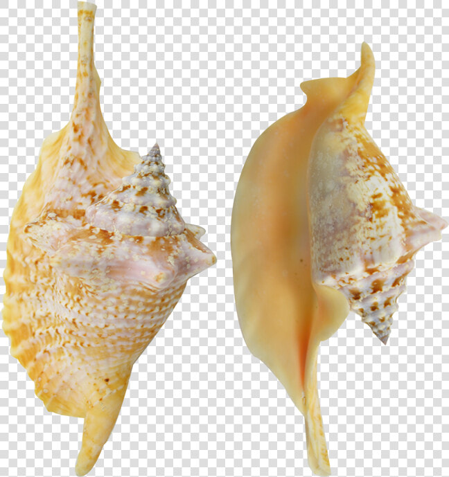 Rooster Conch Colored Shell 4 6   Shankha  HD Png DownloadTransparent PNG