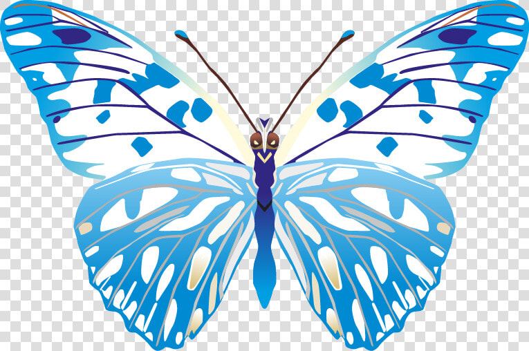 Butterfly Png Images Png   Butterfly Vector Images Png  Transparent PngTransparent PNG