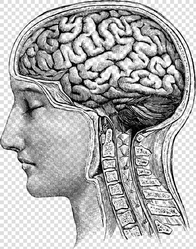 Medical imaging   Anatomic Drawing Brain Png  Transparent PngTransparent PNG