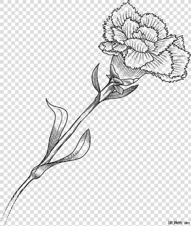 White Carnation Flower Clipart Image Freeuse Library   Vẽ Hoa Cẩm Chướng Bằng Chì  HD Png DownloadTransparent PNG