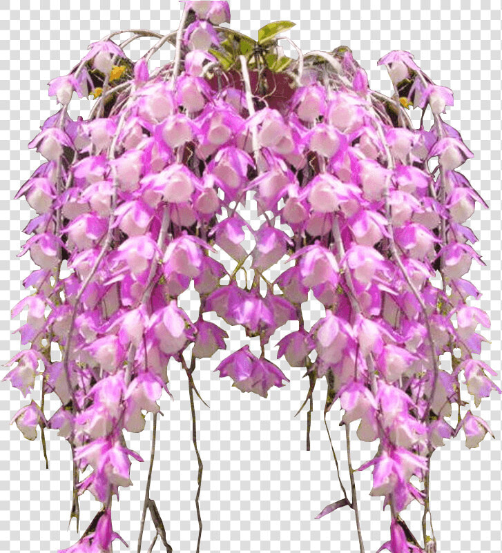 Phalaenopsis Sanderiana  HD Png DownloadTransparent PNG