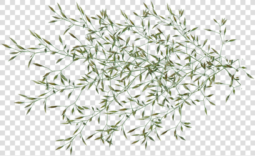 Grass  Seed  Weed  Plant  Garden  Nature  Cut Out   Garden Weed Png  Transparent PngTransparent PNG