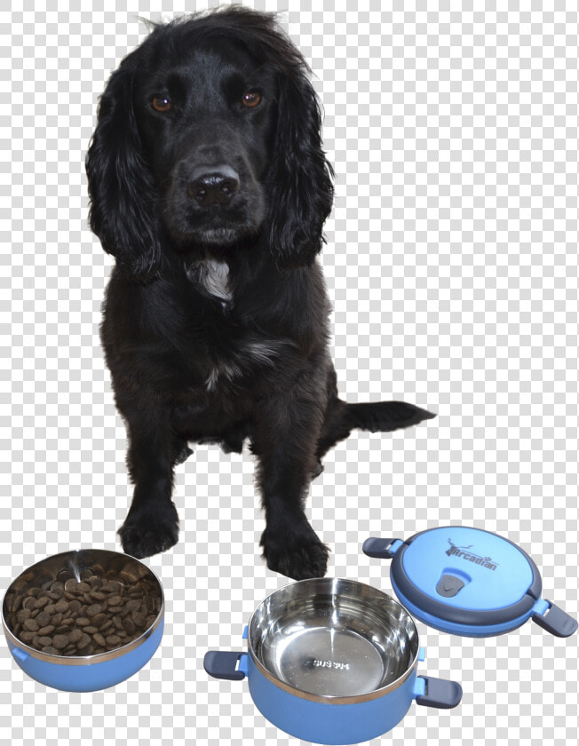 Cocker Spaniel  HD Png DownloadTransparent PNG