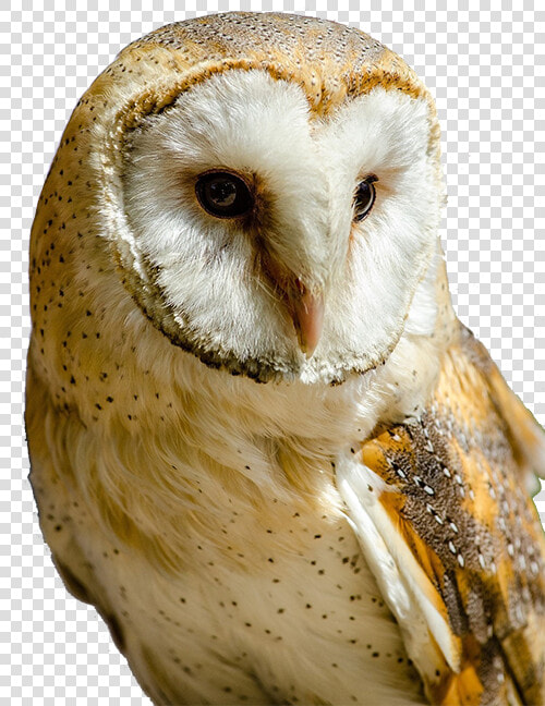 Transparent Barn Owl Clipart   White And Yellow Owl  HD Png DownloadTransparent PNG