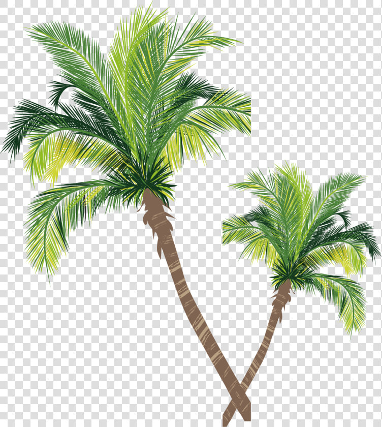 Coconut Material Tree Euclidean Vector Palm Asian Clipart   Adobe Illustrator Palm Tree  HD Png DownloadTransparent PNG