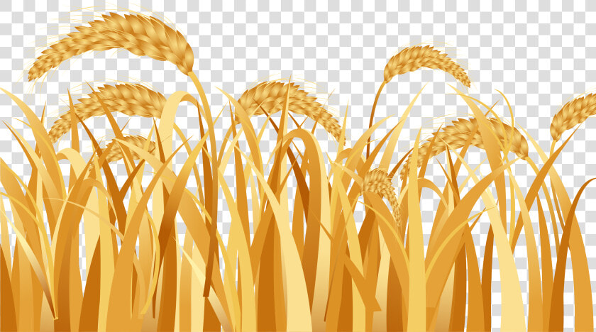 Emmer Ear Rice   Wheat Field Png Vector  Transparent PngTransparent PNG