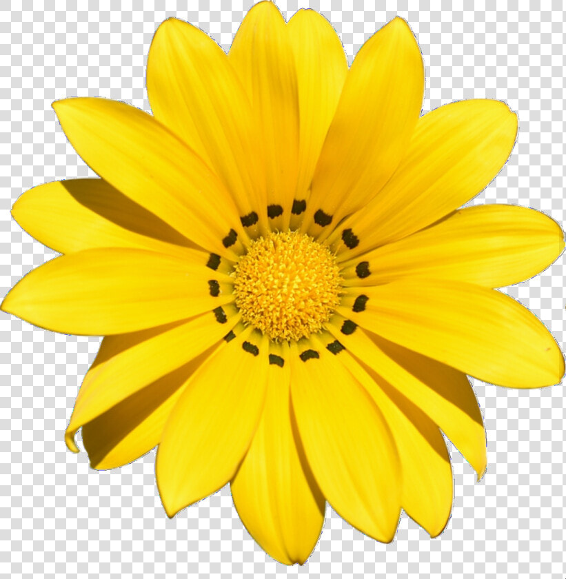 Transparent Yellow Flower Png   Transparent Background Yellow Flower Clipart  Png DownloadTransparent PNG