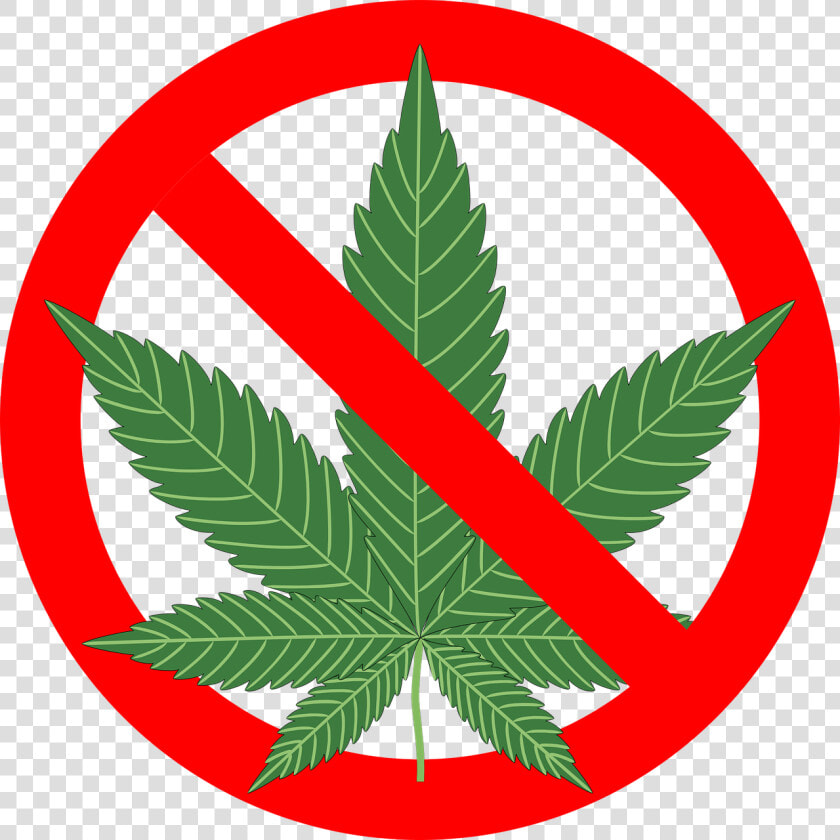 Cannabis 1254745 1280   No Cannabis Png  Transparent PngTransparent PNG