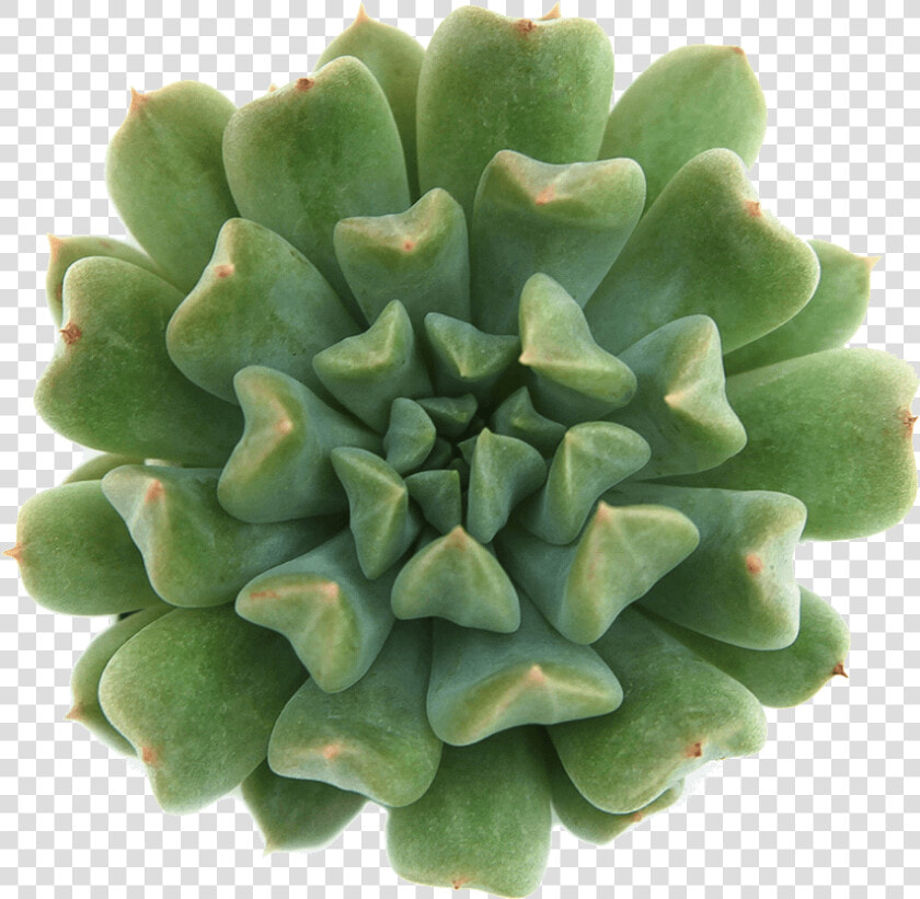 Echeveria Irish Mint  HD Png DownloadTransparent PNG