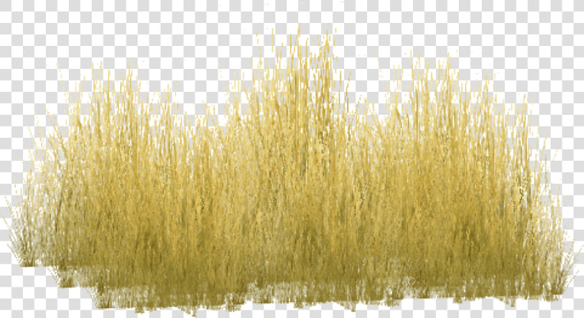 Free Png Download Yellow Grass Png Images Background   Yellow Long Grass Png  Transparent PngTransparent PNG