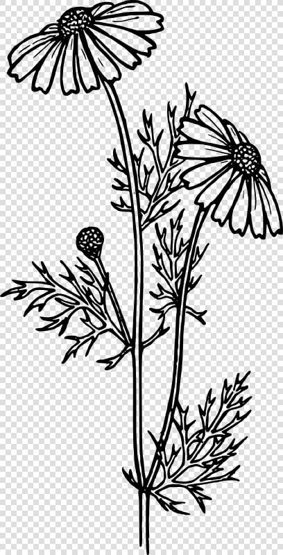 Perennials Black And White  HD Png DownloadTransparent PNG