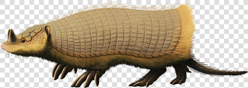 Peltephilus Ferox  An Armadillo From The Early Miocene   Peltephilus  HD Png DownloadTransparent PNG