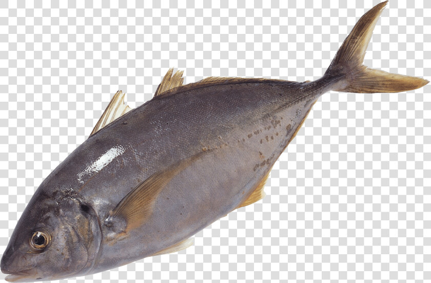 Free Png Fish Swimming Png Images Transparent   Transparent Tuna Fish Png  Png DownloadTransparent PNG