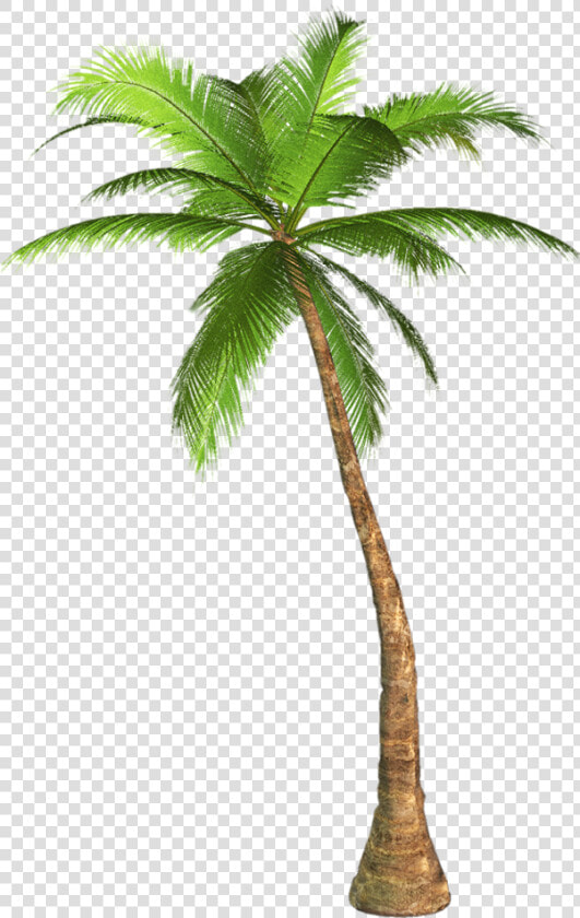 Clip Art Palm Tree Images   Palm Tree Transparent Background  HD Png DownloadTransparent PNG