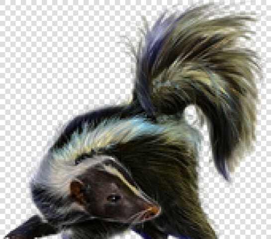 Skunk Png Transparent Images   Striped Skunk  Png DownloadTransparent PNG