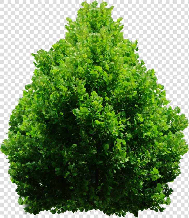 Tree Shrub Png  Transparent PngTransparent PNG