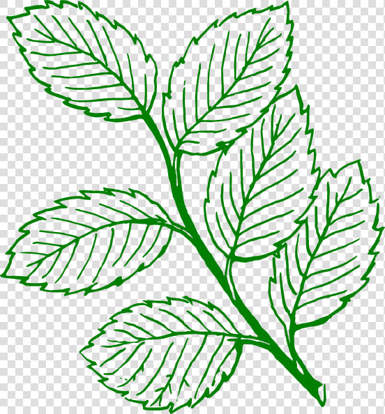 Green Outlined Mint Leaves   Leaves Clipart Black And White  HD Png DownloadTransparent PNG