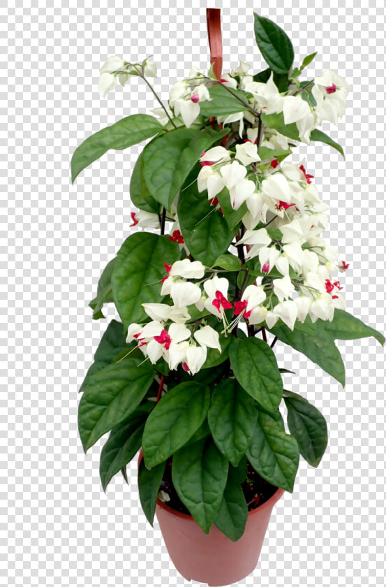 Bleeding Heart Vine In Pots  HD Png DownloadTransparent PNG