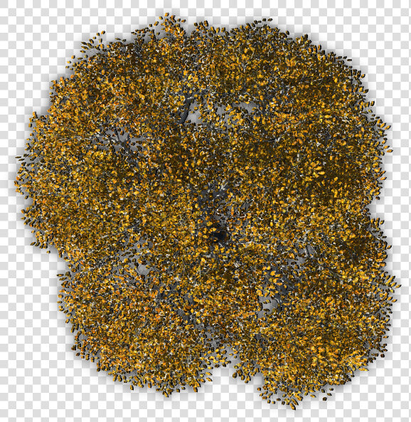 Autumn Tree Png Download   Tree Png From Above  Transparent PngTransparent PNG