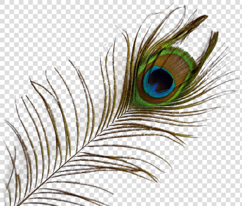 Peacock Feather Png Transparent Images   Transparent Background Peacock Feather Png  Png DownloadTransparent PNG