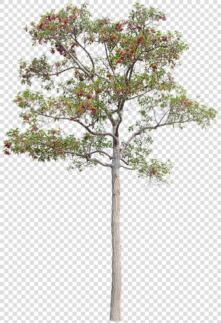 Tree  Green  Isolated  Garden  Forest  Decoration   Decoratione Garden Png  Transparent PngTransparent PNG