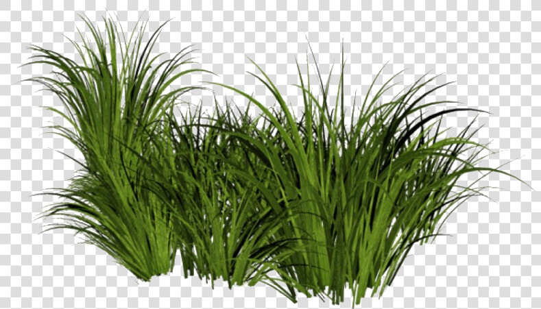 Beach Grass Png File   Tall Grass Transparent Background  Png DownloadTransparent PNG