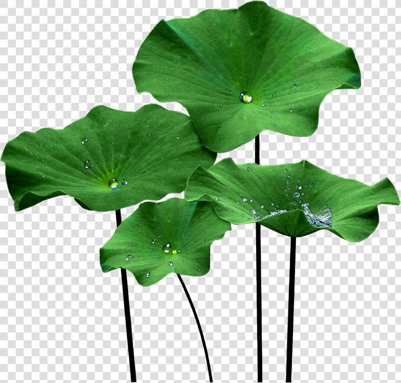 Lotus Leaf Png   Lotus Flower Leaf Png  Transparent PngTransparent PNG