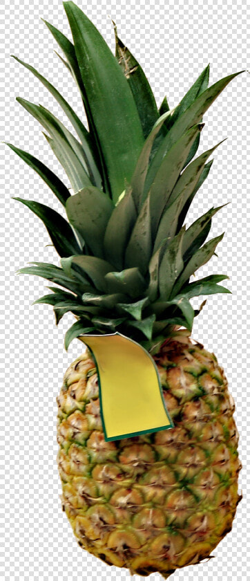 High Definition Pineapple Png Picture Download  Transparent PngTransparent PNG