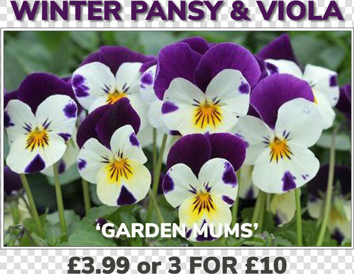 Grovewell Promos Winter Pansy  amp  Viola   Sardi Plants  HD Png DownloadTransparent PNG