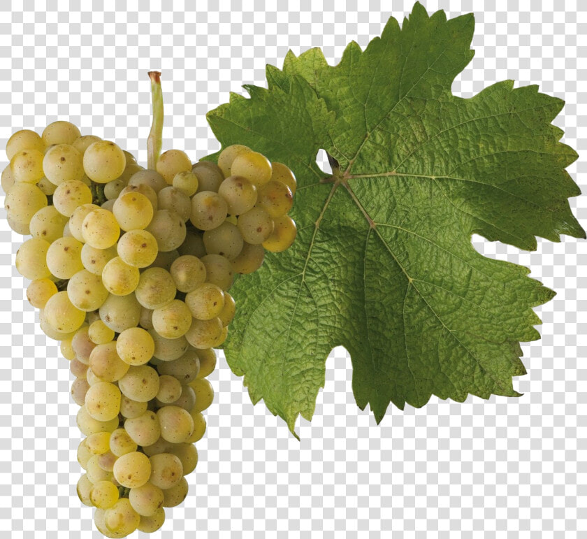 Riesling Grape Transparent  HD Png DownloadTransparent PNG