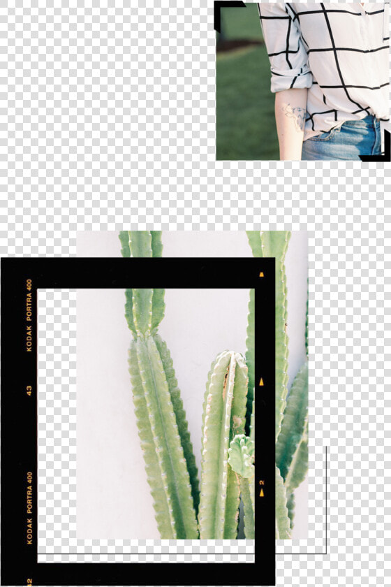 About Mini updated4   San Pedro Cactus  HD Png DownloadTransparent PNG