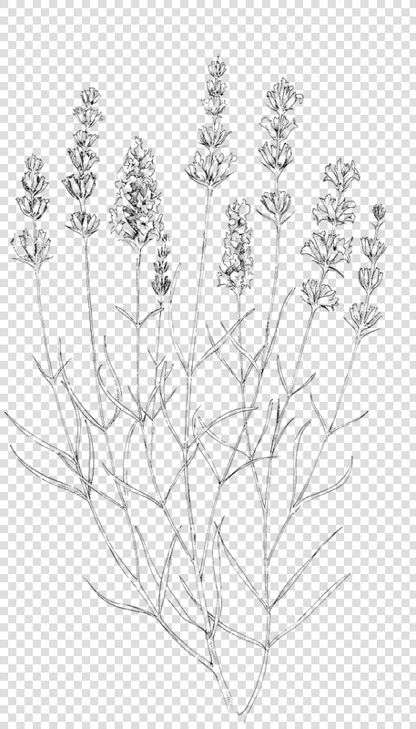 Transparent Lavender Black And White   Transparent Lavender Drawing Png  Png DownloadTransparent PNG