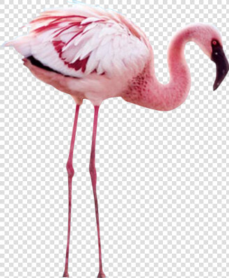  пнг  flamengo  png  ekc  фламинго   Crimson Wing  The Mystery Of The Flamingos  Transparent PngTransparent PNG