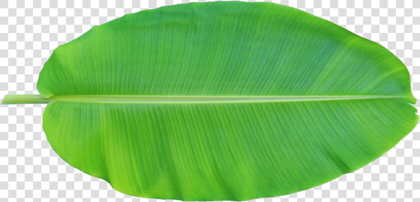 Leaf Musa Basjoo Xd   Transparent Banana Leaf Png  Png DownloadTransparent PNG