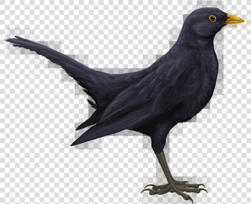 Blackbird Png Hd   Drawn Black Bird  Transparent PngTransparent PNG