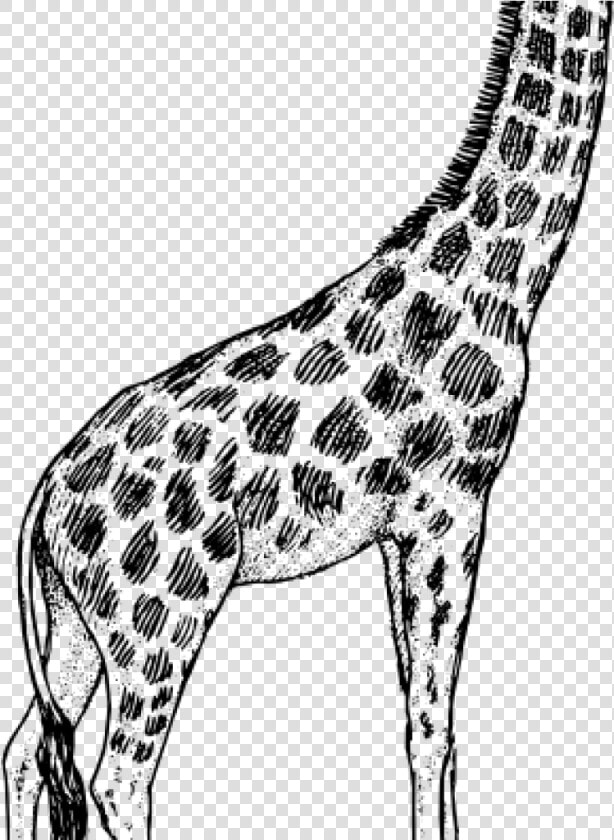 Giraffe Clipart Black And White Giraffe Drawing Clip   Realistic Pencil Giraffe Drawing  HD Png DownloadTransparent PNG