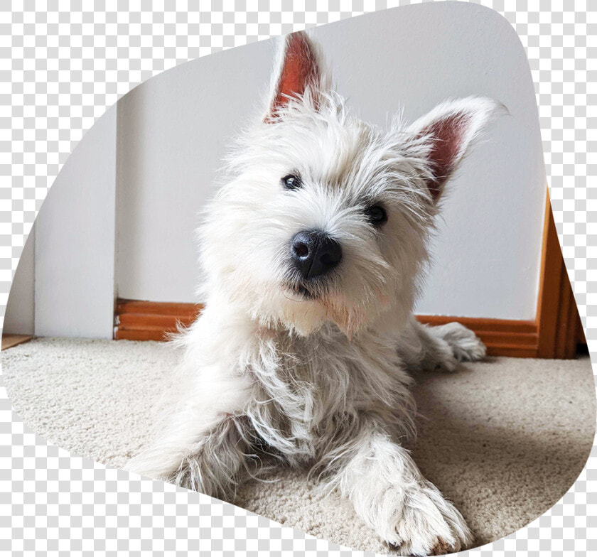 Wilburimage   West Highland White Terrier  HD Png DownloadTransparent PNG