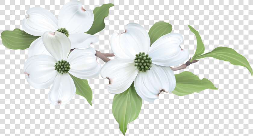 Flowering Dogwood  HD Png DownloadTransparent PNG