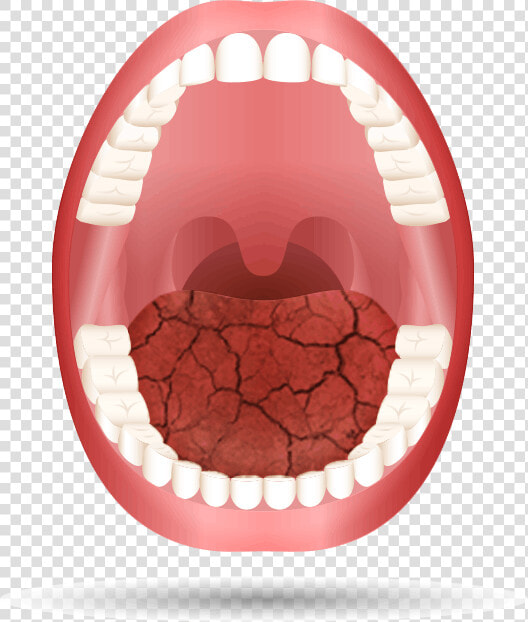 Medication Open Mouth Animation   Teeth Name  HD Png DownloadTransparent PNG