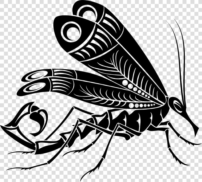 Mosquito Scorpion   Clipart Drawing Mosquito  HD Png DownloadTransparent PNG