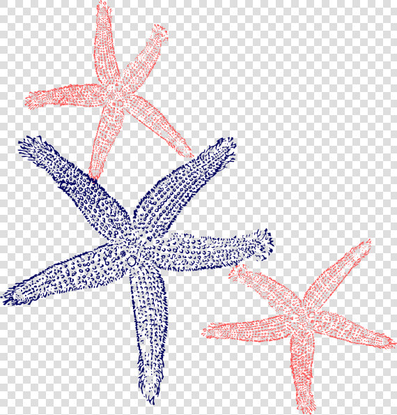 Starfish Prints Clip Art At Clker   Fish Clip Art  HD Png DownloadTransparent PNG