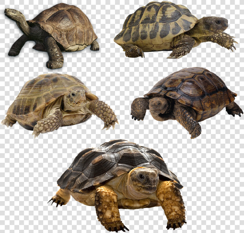 Terrapin Turtle And Tortoises  HD Png DownloadTransparent PNG