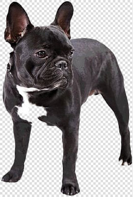 Black French Bulldog Png Free Download   Transparent Background French Bulldog Png  Png DownloadTransparent PNG