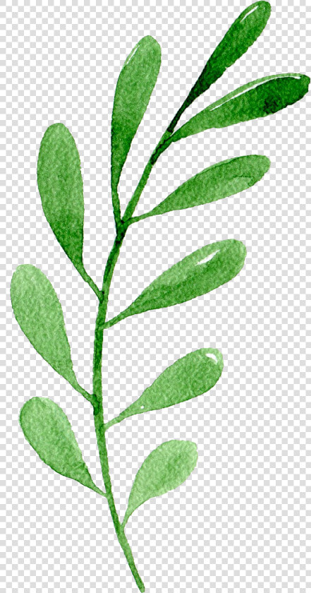 Transparent Single Green Leaf Png   One Leaf Green Png  Png DownloadTransparent PNG